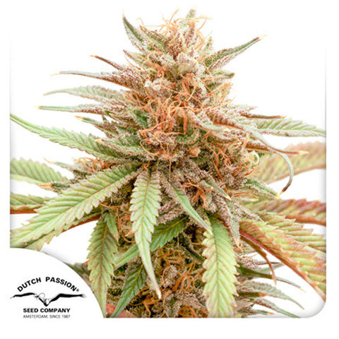 Durban Dew - Feminzed & Autoflowering - Dutch Passion Seeds