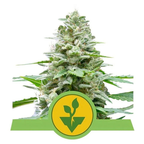 Easy Bud Auto - Feminzed & Autoflowering - Royal Queen Seeds