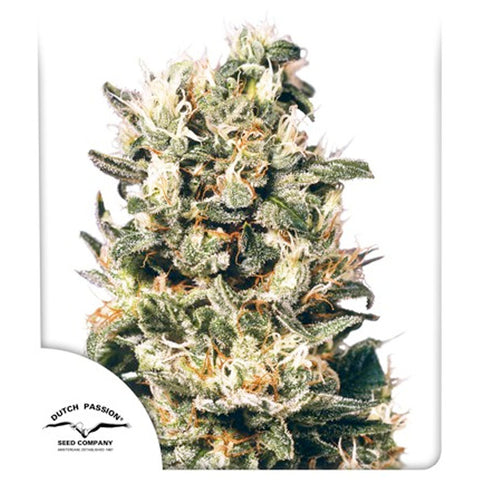 Euforia - Feminzed - Dutch Passion Seeds