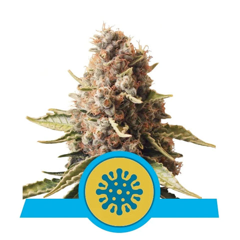 Euphoria CBD - Feminzed - Royal Queen Seeds