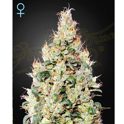 Exodus Cheese Auto CBD - Feminzed - Green House Seeds