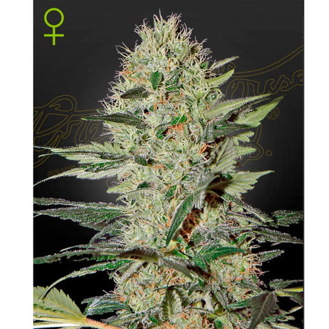 Exodus Cheese Auto - Feminzed - Green House Seeds