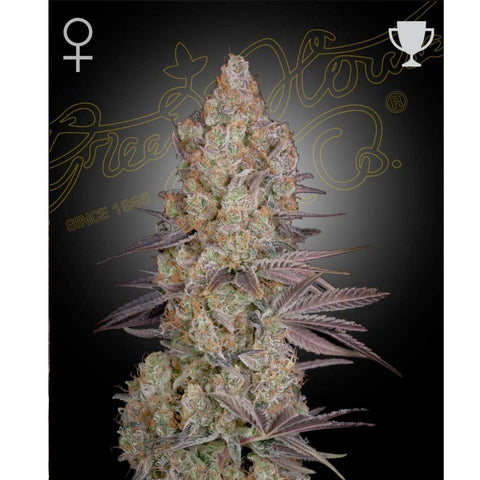 Exodus Cheese - Feminzed - Green House Seeds