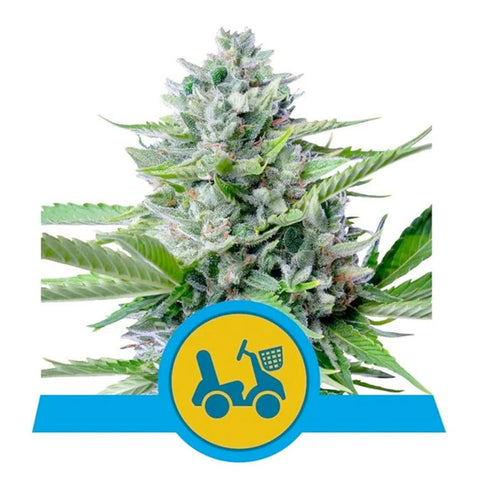 Fast Eddy Auto CBD - Feminzed & Autoflowering - Royal Queen Seeds