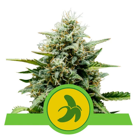 Fat Banana Auto - Feminzed & Autoflowering - Royal Queen Seeds