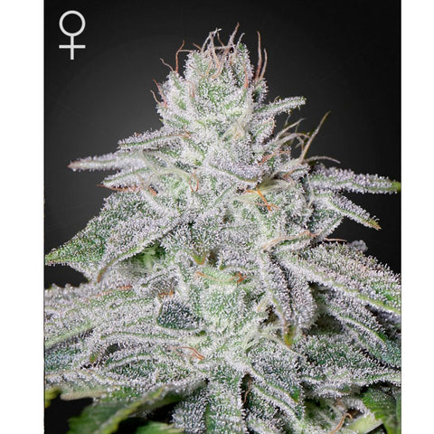 Franco's Lemon Cheese - Feminzed - Green House Seeds