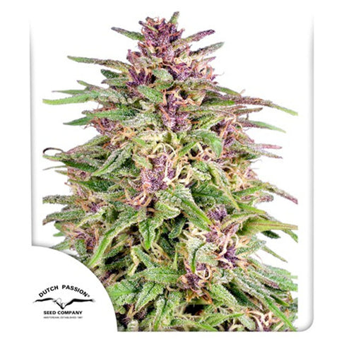 Frisian Dew - Feminzed - Dutch Passion Seeds