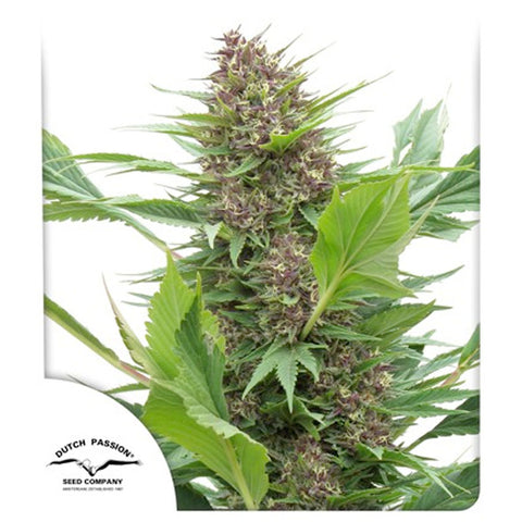 Frisian Duck - Feminzed - Dutch Passion Seeds