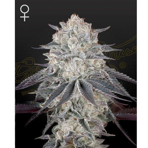 Fullgas - Feminzed - Green House Seeds