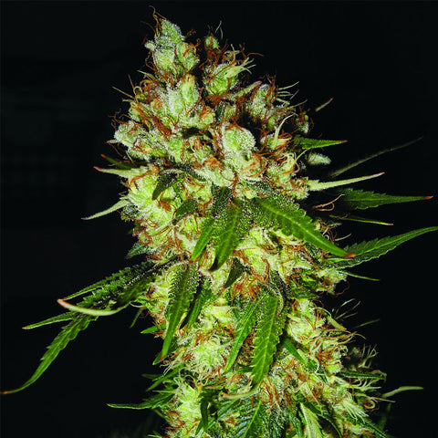 G13 x Blueberry Headband - Feminzed - Emerald Triangle Seeds