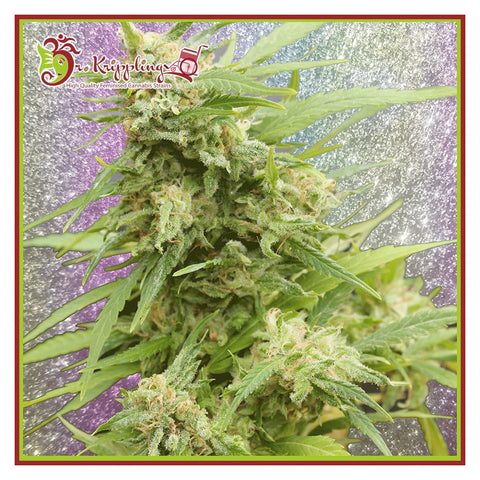 G.H.A. Turbo Diesel Auto - Feminzed & Autoflowering - Dr Krippling Seeds