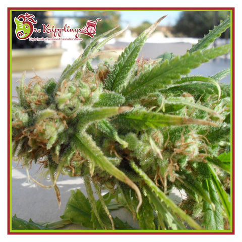 Ganj-nam Style - Feminzed - Dr Krippling Seeds