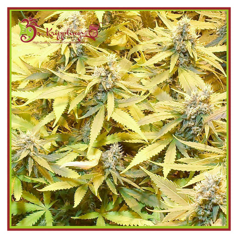 Gelato Cookie D'Oh-ope Auto aka GGG3 - Feminzed & Autoflowering - Dr Krippling Seeds