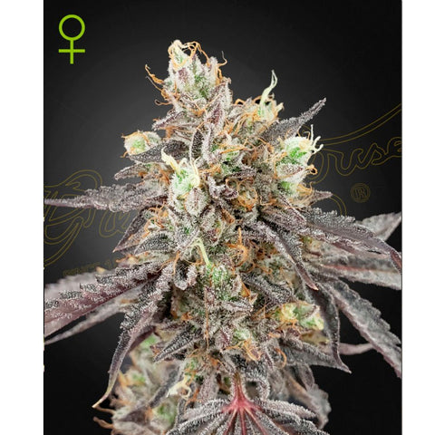 Gelato #41 x Gelato #41 Auto - Feminzed & Autoflowering - Green House Seeds