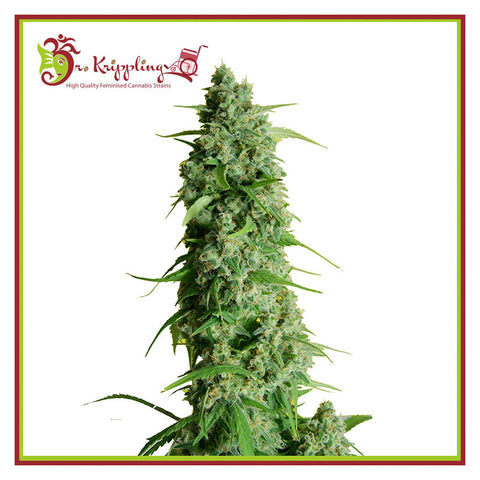 Guy's Girl Scout Cookies Glue Auto aka GGG1 - Feminzed & Autoflowering - Dr Krippling Seeds