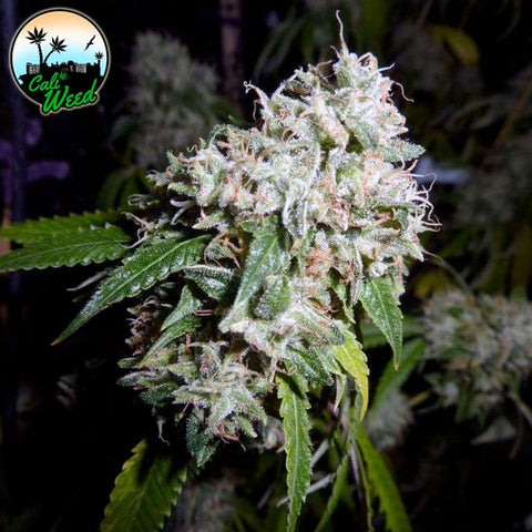 California Headband - Feminised - Cali Weed Seeds