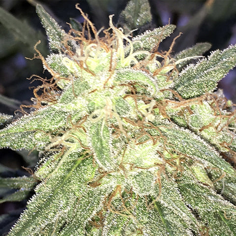 Fast & Vast - Feminized & Autoflowering - Heavyweight Seeds