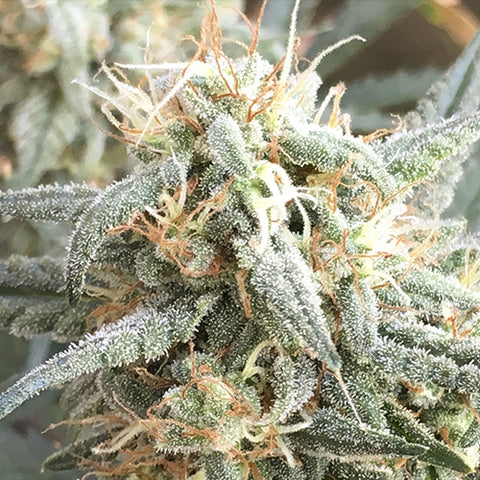 Fast & Vast - Feminized & Autoflowering - Heavyweight Seeds