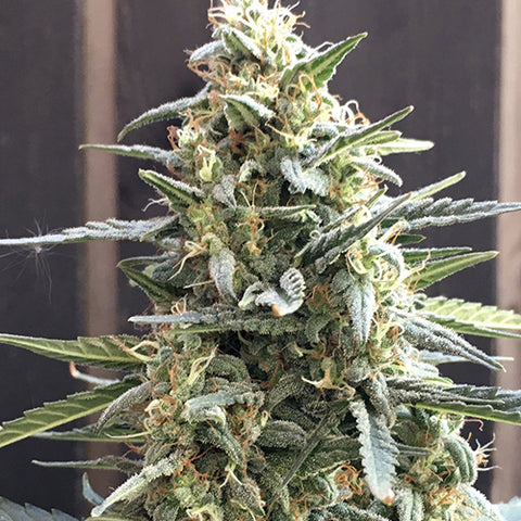 Fast & Vast - Feminized & Autoflowering - Heavyweight Seeds