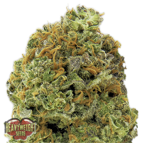 Wipeout Express - Feminized & Autoflowering - Heavyweight Seeds
