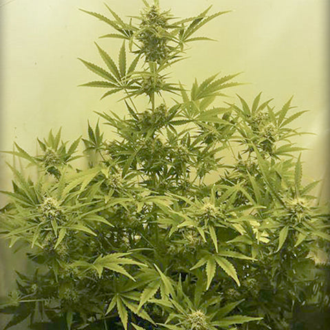 Wipeout Express - Feminized & Autoflowering - Heavyweight Seeds