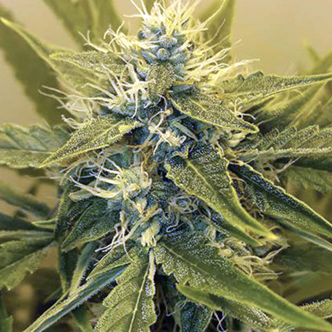 Wipeout Express - Feminized & Autoflowering - Heavyweight Seeds