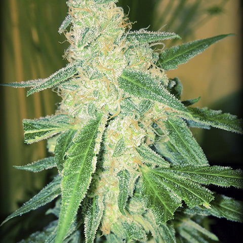 Wipeout Express - Feminized & Autoflowering - Heavyweight Seeds