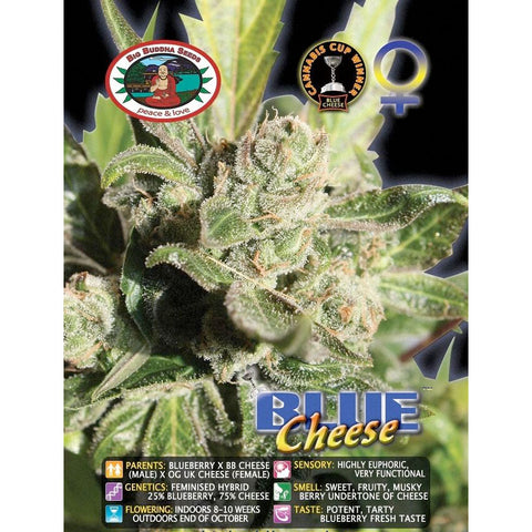 Blue Cheese - Feminised - Big Buddha Seeds