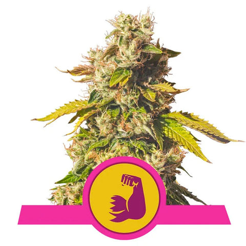 Hulkberry - Feminzed - Royal Queen Seeds