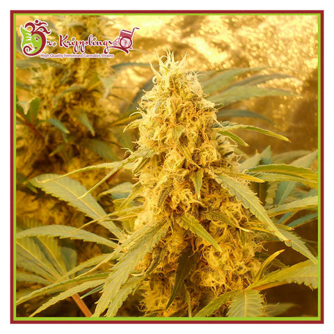 Jack Mist Tree - Feminzed - Dr Krippling Seeds