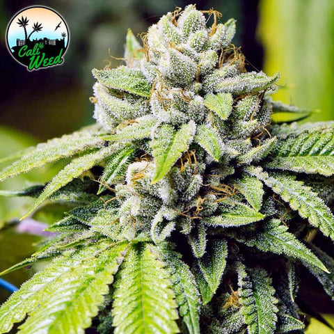 Jon Snow - Feminised - Cali Weed Seeds