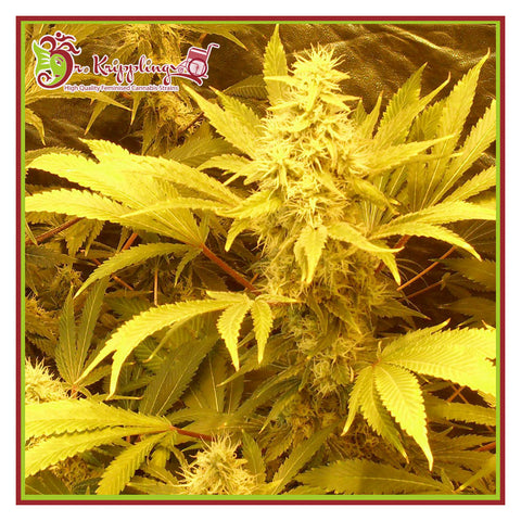 Kali and the Chocolate Factory - Feminzed - Dr Krippling Seeds