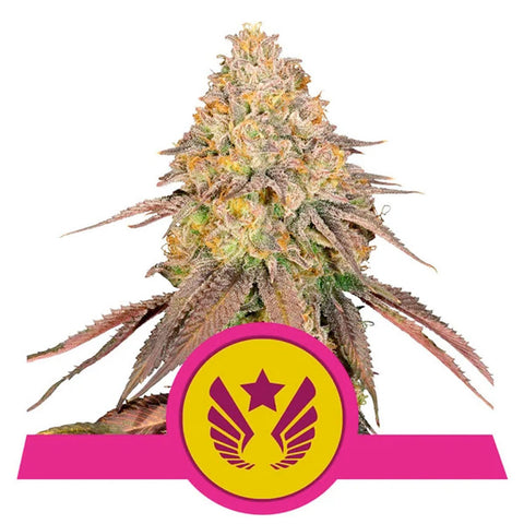 Legendary OG Punch - Feminized - Royal Queen Seeds