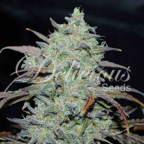 Marmalate - Feminised - Delicious Seeds