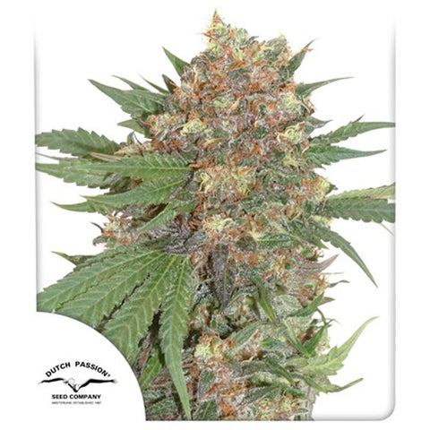 Master Kush - Feminzed - Dutch Passion Seeds