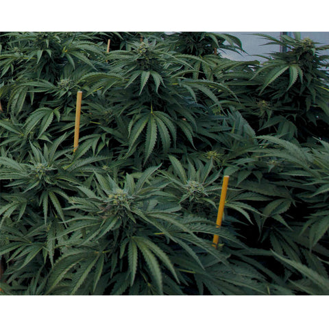 Mastodon Kush - Feminzed - Emerald Triangle Seeds