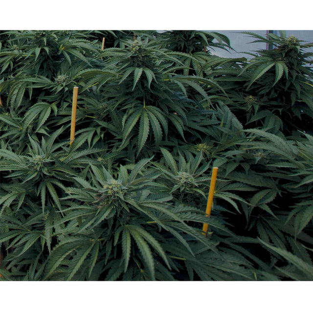 Mastodon Kush - Feminzed - Emerald Triangle Seeds – Jersey Seed Bank