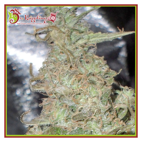 Melon Kali - Feminzed - Dr Krippling Seeds