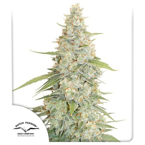 Meringue - Feminzed - Dutch Passion Seeds