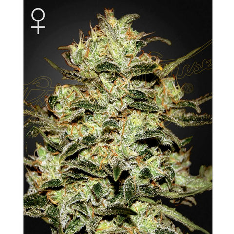 Moby Dick - Feminzed - Green House Seeds