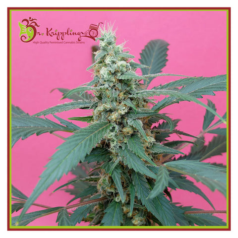 Mong-U-Mental - Feminzed - Dr Krippling Seeds