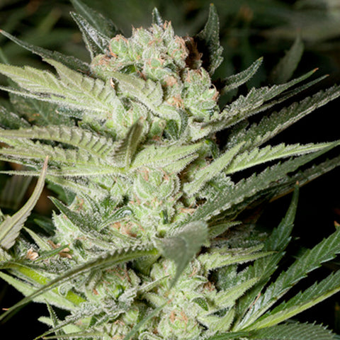 Mozarella - Feminized - G13 Labs Seeds