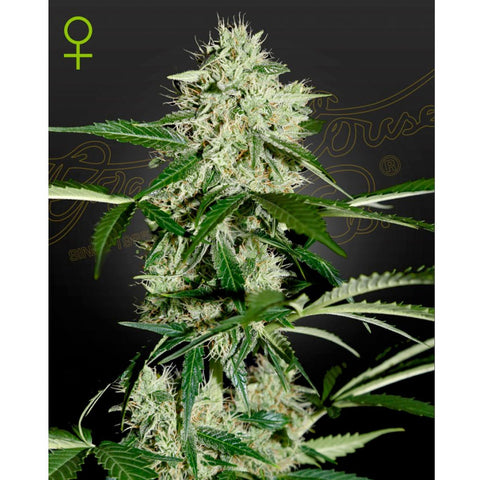 NL Auto - Feminzed - Green House Seeds