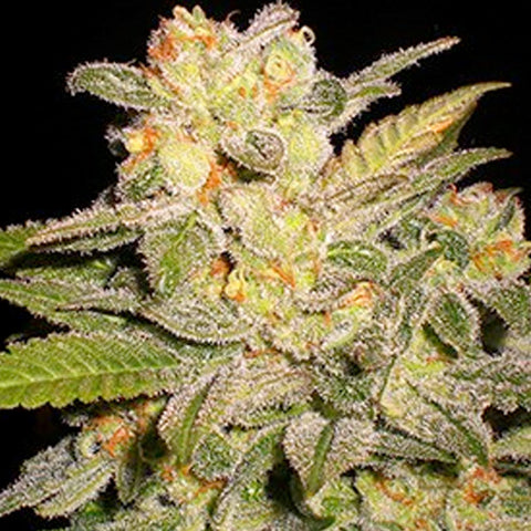 NL Automatic - Feminized & Autoflowering - G13 Labs Seeds