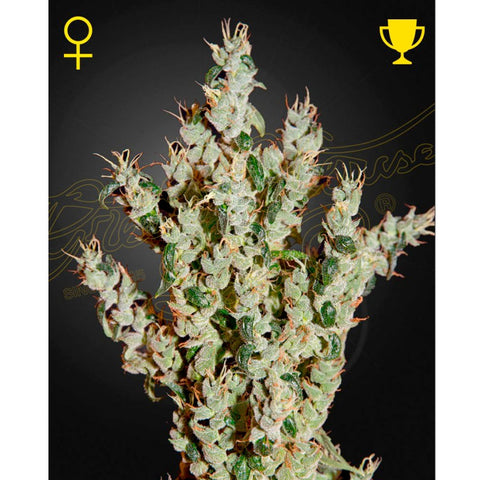 NL5 Haze Mist - Feminzed - Green House Seeds