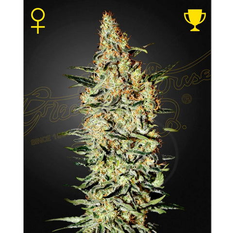 Neville's Haze  - Feminzed - Green House Seeds