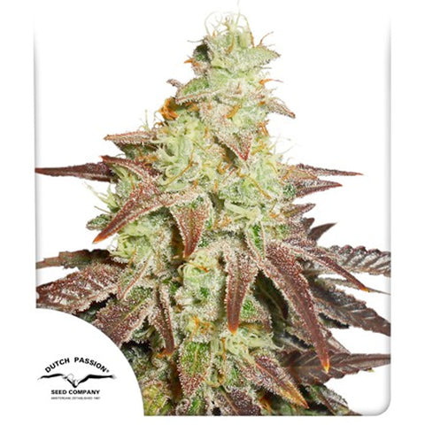 Night Queen - Feminzed - Dutch Passion Seeds