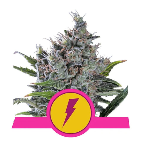 North Thunderfuck - Feminzed - Royal Queen Seeds