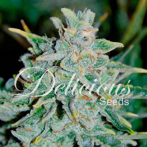 Northern Light Blue Auto - Autoflowering - Delicious Seeds