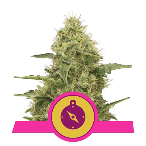 Northern Light - Feminzed - Royal Queen Seeds
